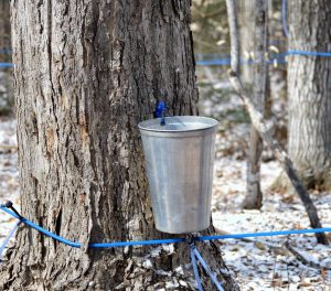 2017tapping Zuse Lynn Campbell Bucket Is Hung Bring On The Sap
