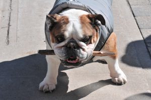 Susan Wright Dsc 5913