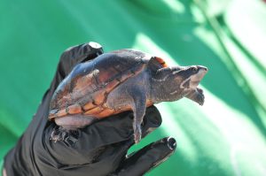 Susan Wright Dsc 6507